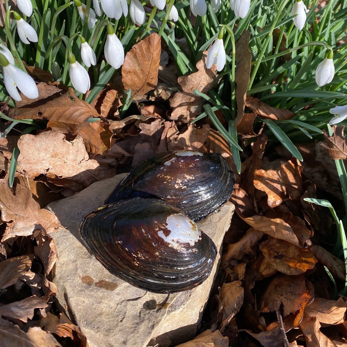 Naturlige danske Dammuslinger