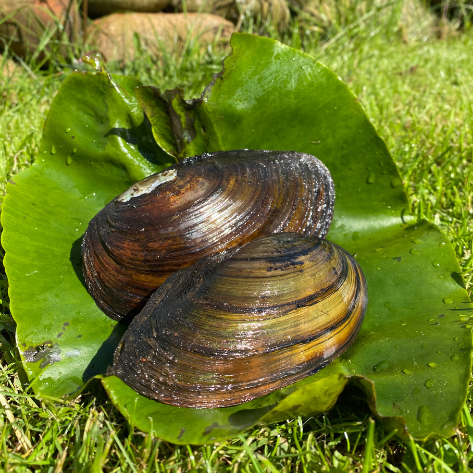 200 stk Dammuslinger