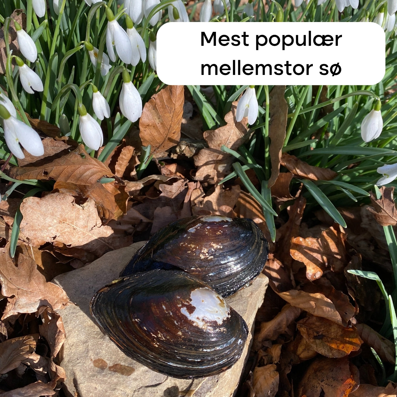 200 stk Dammuslinger