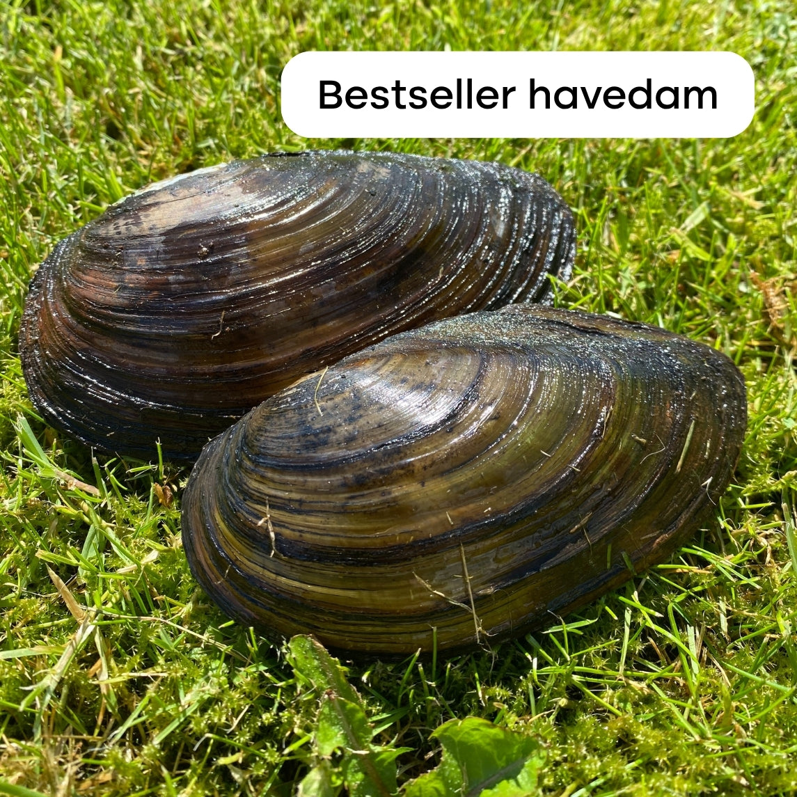 Naturlige danske Dammuslinger