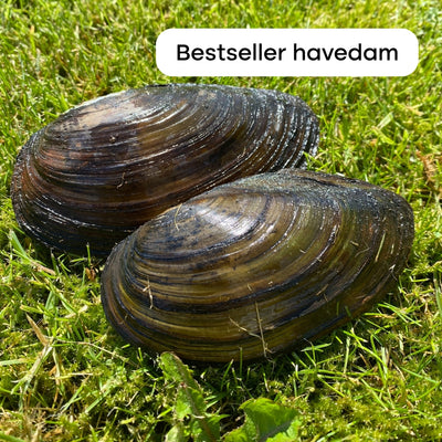 Naturlige danske Dammuslinger